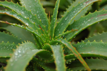 A picture of a zoomed in Aloe Vera