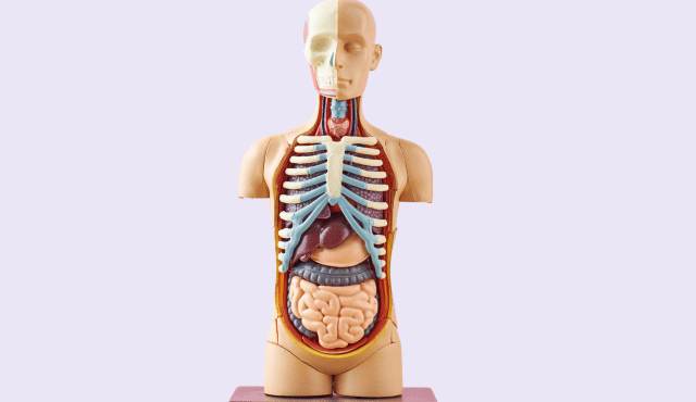 VTCT Level 3 Anatomy and Physiology Online