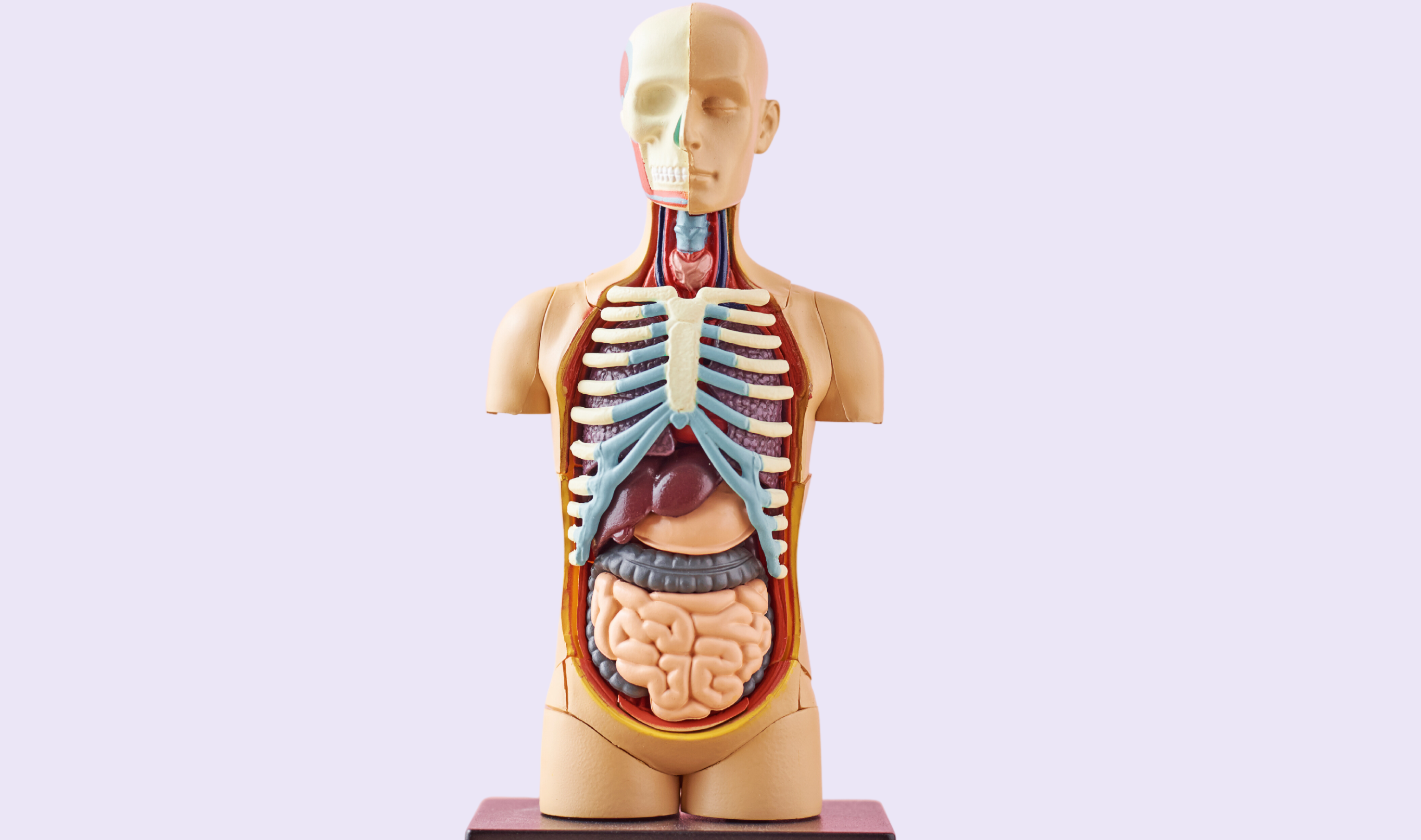 VTCT Level 3 Anatomy and Physiology Online Course