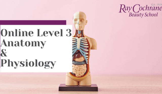 Introducing VTCT anatomy and physiology online course