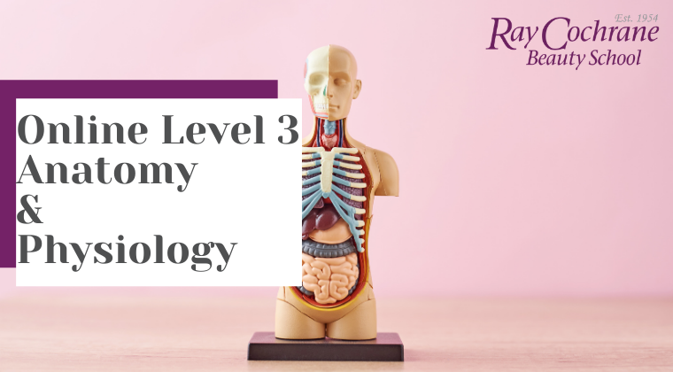 Introducing VTCT anatomy and physiology online course